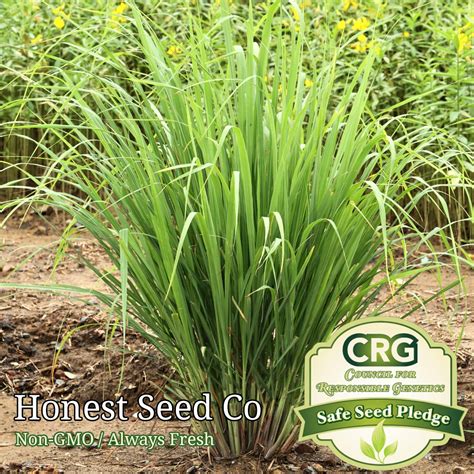 100 Lemon Grass Seeds Honest Seed Co