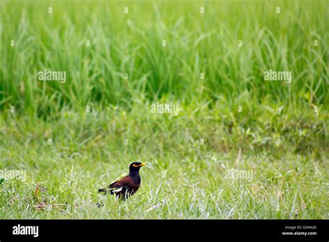 The Climate Of West Bengal Varies From Tropical Savannah In The