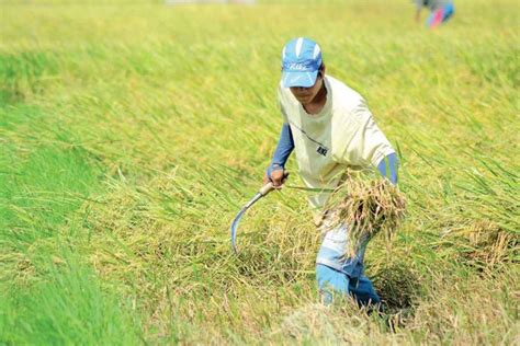 Iloilo Targets 1 M MT 2022 Palay Harvest