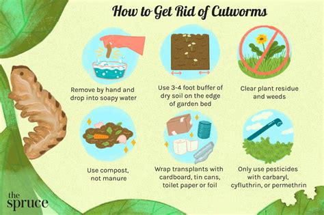 Cutworms Identifying And Getting Rid Of Cutworms