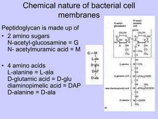 Structure Of Bacterial Cell Dr Ihsan Alsaimary Ppt