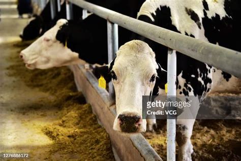 China Farm Dairy Photos And Premium High Res Pictures Getty Images