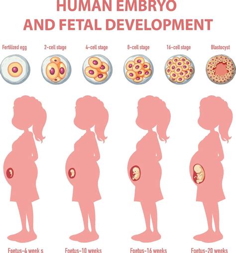 Human embryonic development in human infographic 6199277 Vector Art at ...