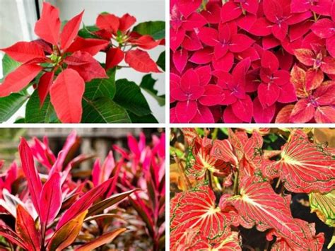 Indoor Plants With Red Leaves To Add Color To Your Home