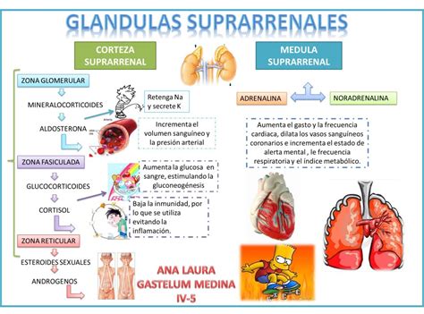 FISIOLOGIA HUMANA