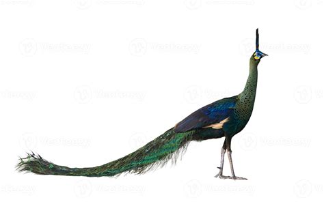 Green Peafowl Male Or Indonesian Fowl Isolated On White Background The