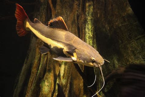 Red Tail Catfish Care Tips And Fascinating Insights