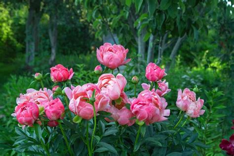 31 Types Of Peonies All Colors Bloom Types And Varieties Peonies