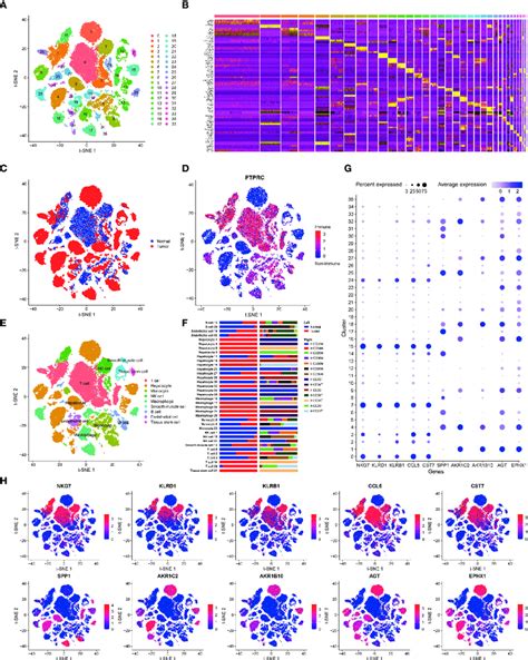 Cell Type Classification In Hcc A T Sne Plot Of 36 Cell Clusters Download Scientific