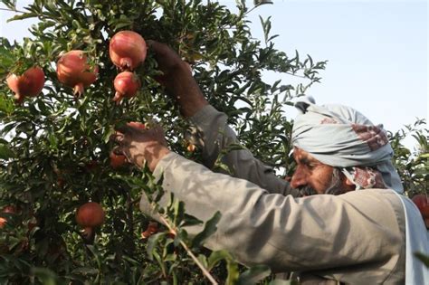 Menengok Kesibukan Panen Buah Delima Di Provinsi Farah Afghanistan