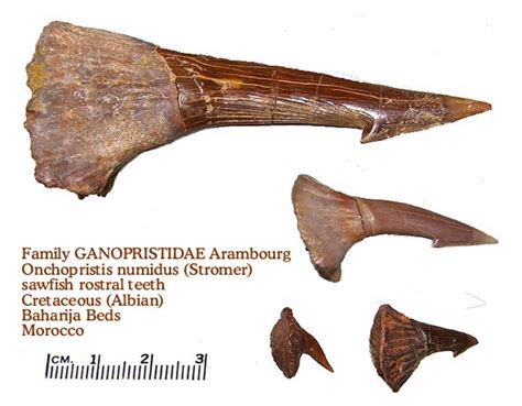 sawfish rostral teeth - Member Collections - The Fossil Forum