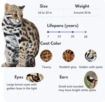 Ocelot vs Savannah Cat: Understanding the Differences