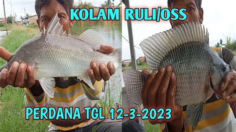 Kolam Perdana Minggu Ini Tgl 12 3 2023 Di Paluh Nibung YouTube