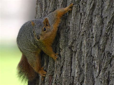 For Valentine S Day A Poem By Luke Stromberg Squirrel Luck E