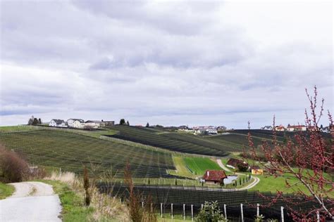 Plantaciones De Manzanas En Las Colinas De Estiria Filas De Manzanos