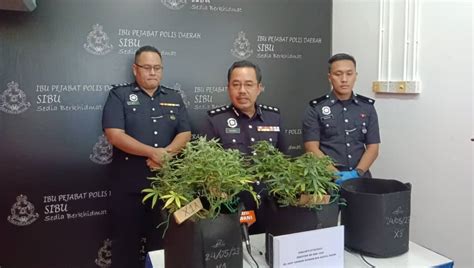 Tanam Pokok Ganja Suspek Ketiga Kena Berkas Kosmo Digital