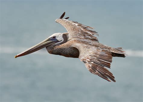 Seaside Ballet: A Glimpse into the Enchanting Seabirds of Punta Cana’s