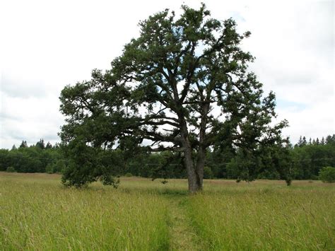 Oregon White Oak Garry Oak Quercus Garryana Tree Landscape Design