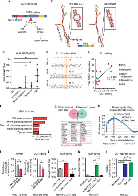 Aberrant RNA Editing Re Codes GLI1 Transcripts A Schematic