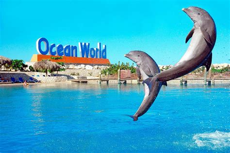 Ocean World Puerto Plata Tour | musement