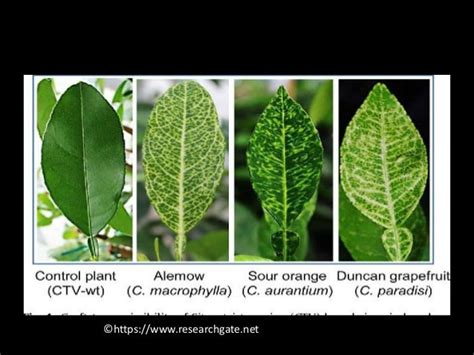 Citrus Tristeza Disease