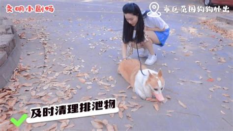 牵好“文明”绳，养犬不“掉链”！澎湃号·政务澎湃新闻 The Paper