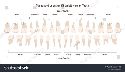 Types Adult Human Teeth Set Human Stock Vector (Royalty Free ...