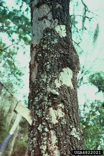 White Oak Diseases And Pests