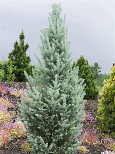 Picea Pungens Fastigiata Colorado Blue Spruce Garden Center Marketing