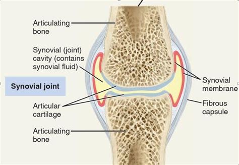 fitness freak institute structure  types  synovial joints