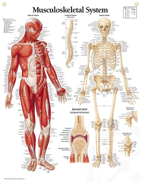 Musculoskeletal System Diagram | Quizlet