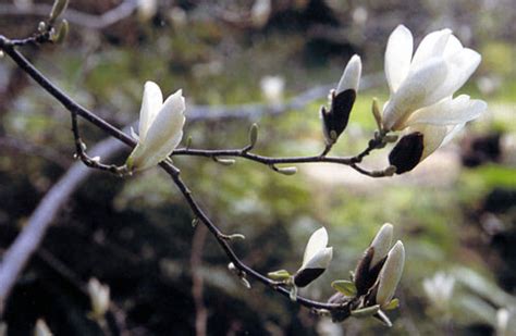 Magnolia Snow White Magnoliastore