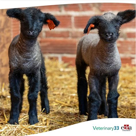 Veterinary Viewpoints Recommendations For A Successful Lambing And