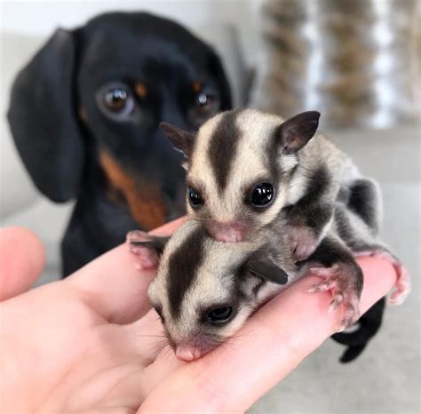 Sugar Glider Animals For Sale | Atlanta, GA #292568