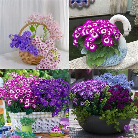 Cineraria Mix Flower Seeds-Over 10 Colors