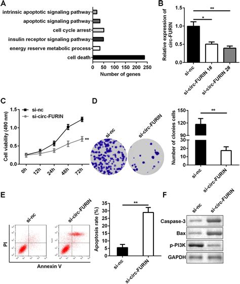 Effects Of Circ Furin Knockdown On Kgn Cell Proliferation And