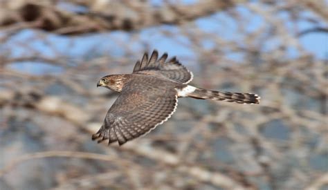 Gabar Goshawk (Micronisus gabar) – Kenya Birding