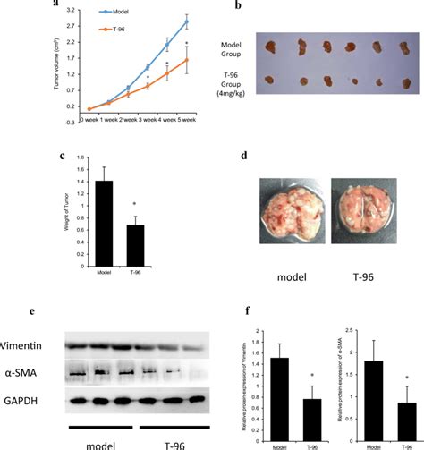 T 96 Inhibits Lung Metastasis In Balbc Mice Injected With 4t1 Cells A