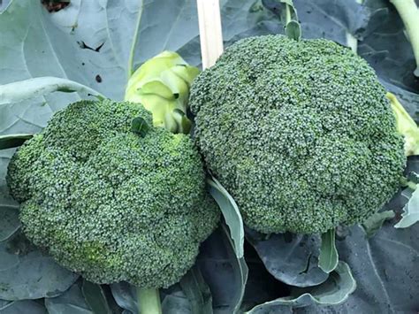 Broccoli Tokita Seed America