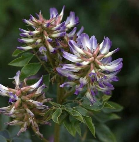 Glycyrrhiza Uralensis Chinese Zoethout 10 Zaden Onszaden