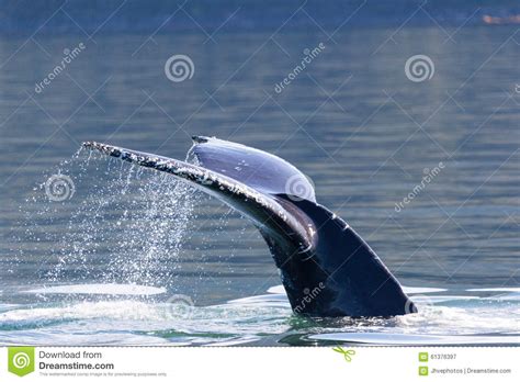 Cola De La Ballena Jorobada Imagen De Archivo Imagen De Salvaje Azul