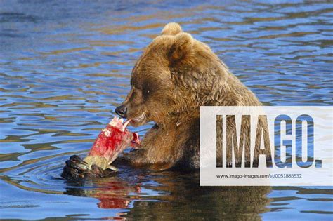 Grizzlyb R Ursus Arctos Horribilis Verspeist Einen Lachs Im River