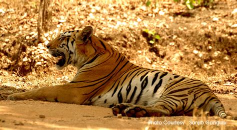 Manas National Park And Tiger Reservers In Barpeta Assam