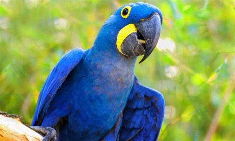 Caracteristicas Da Arara Azul - O Fascinante Mundo da Arara Azul - Natureza Incomum
