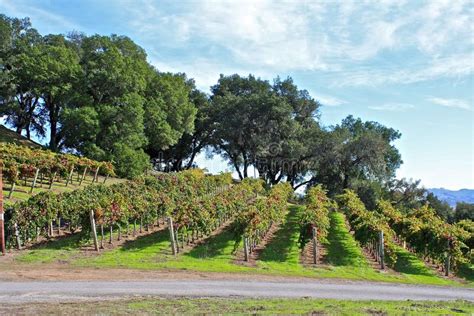 Napa Valley Vineyards stock photo. Image of grapes, dirt - 40333002