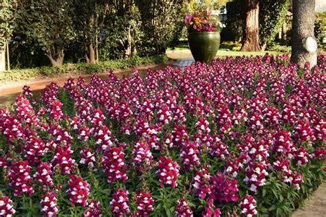 Antirrhinum Majus Snapshot Coral Bicolor Snapdragon Garden Center