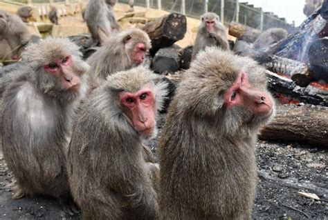 うっとり、ほっこり、寒さサル モンキーセンターで恒例たき火 愛知・犬山 毎日新聞