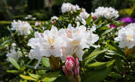 Abertura De La Flor Blanca Hermosa Del Blanco De Cunningham Del