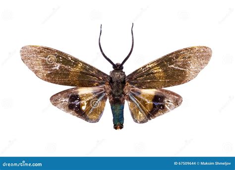 Beautiful Horned Moth Isolated On White Stock Photo Image Of Horns