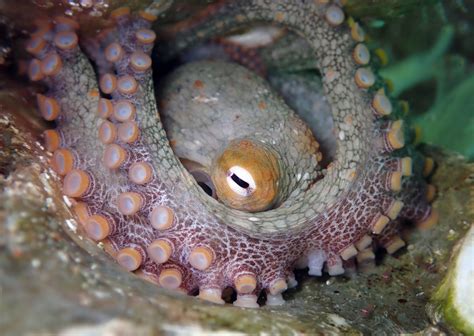 Lesser Two Spot Octopus China Cove Organisms Inaturalist